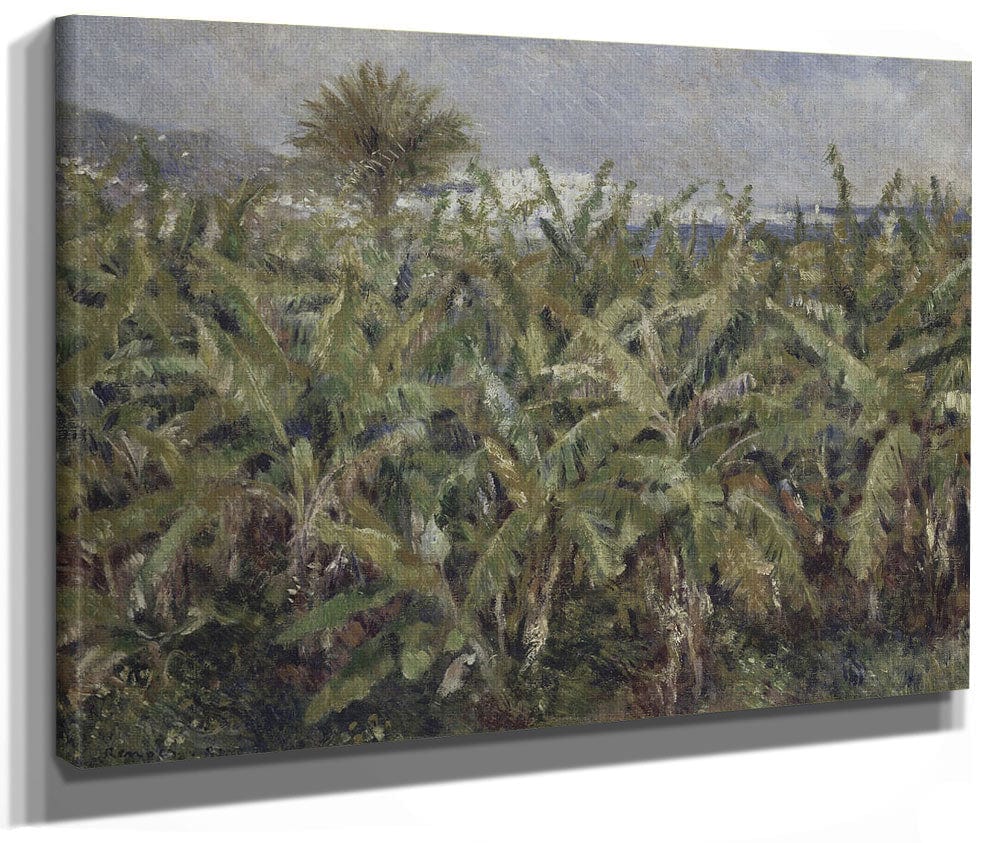 Field Of Banana Trees By Pierre Auguste Renoir Phoenix 4x3