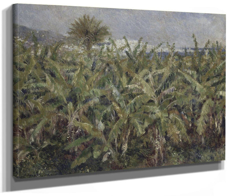 Field Of Banana Trees By Pierre Auguste Renoir Phoenix 4x3