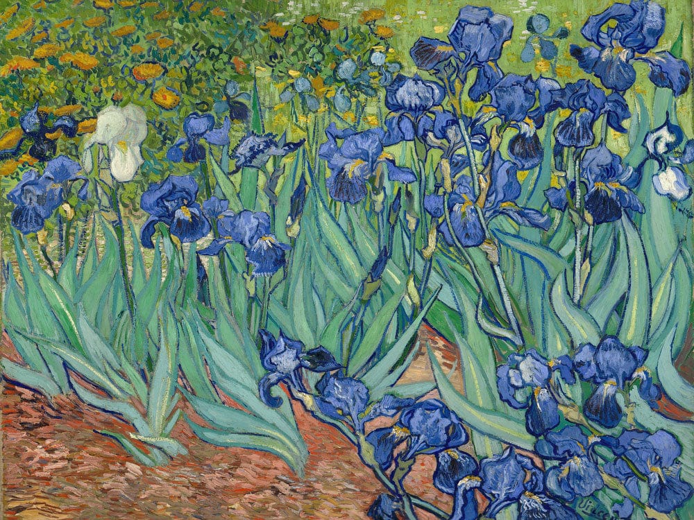 Irises By Vincent Van Gogh Phoenix 4x3
