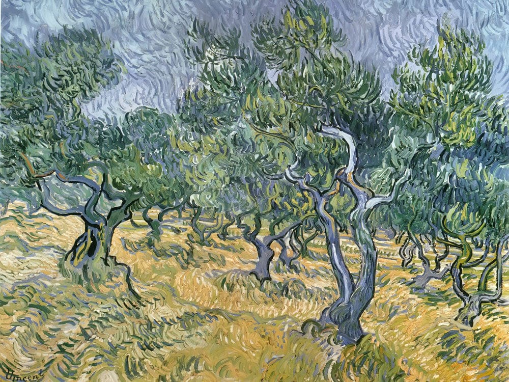 Olive Grove By Vincent Van Gogh Phoenix 4x3