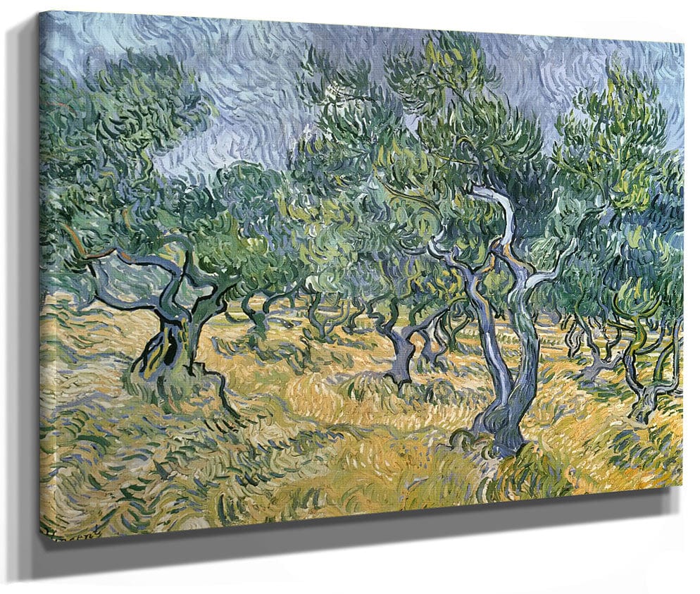Olive Grove By Vincent Van Gogh Phoenix 4x3