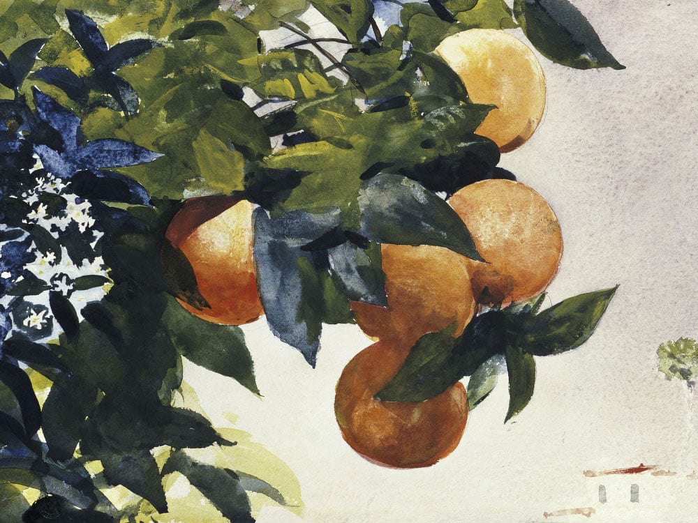 Oranges On A Branch By Winslow Homer Phoenix 4x3