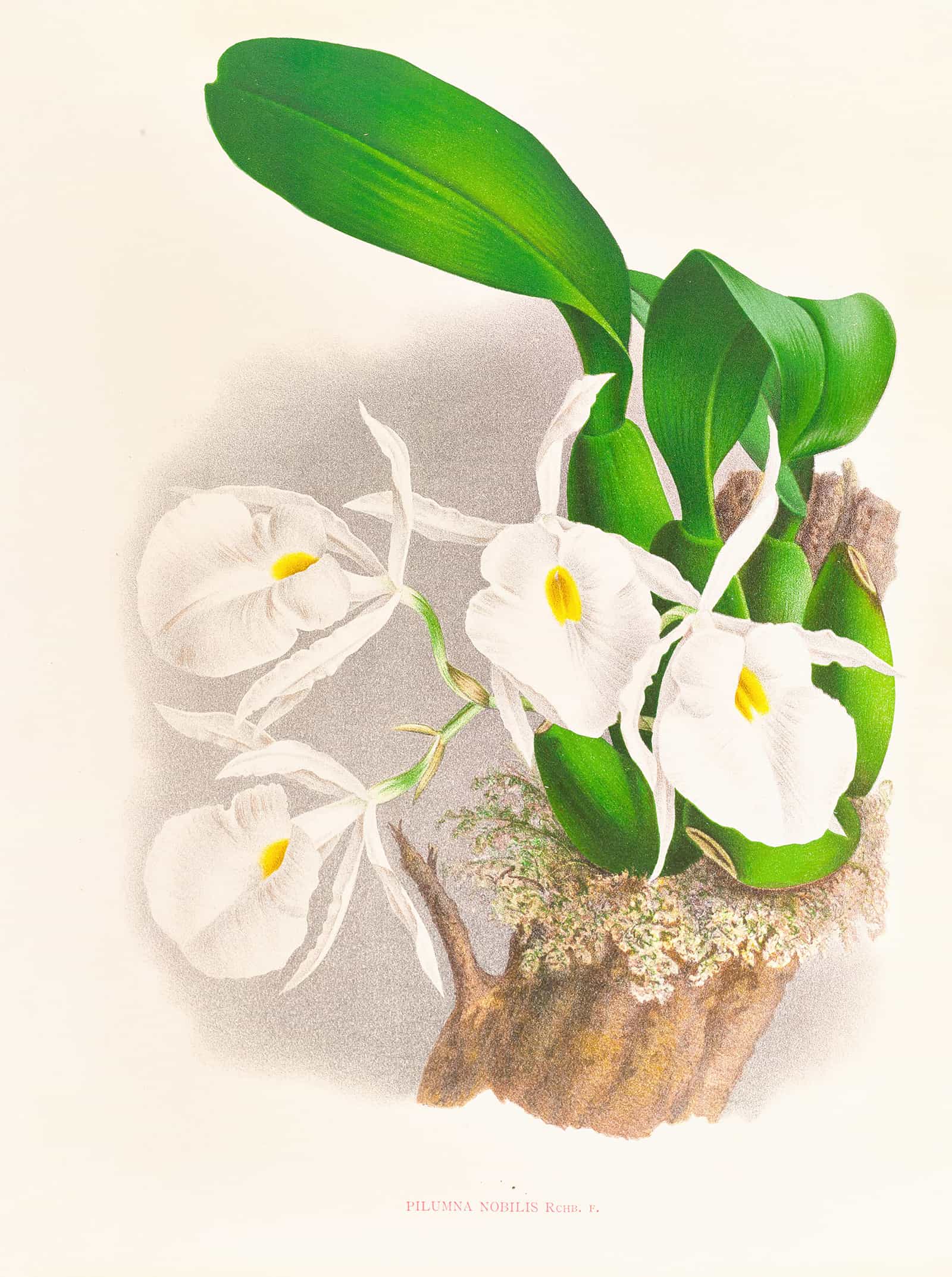 Pilumna Nobilis by Jean Jules Linden