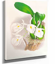 Pilumna Nobilis by Jean Jules Linden