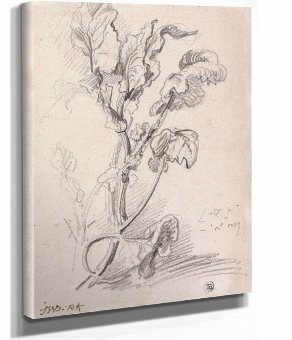 Plant Study by James Ward