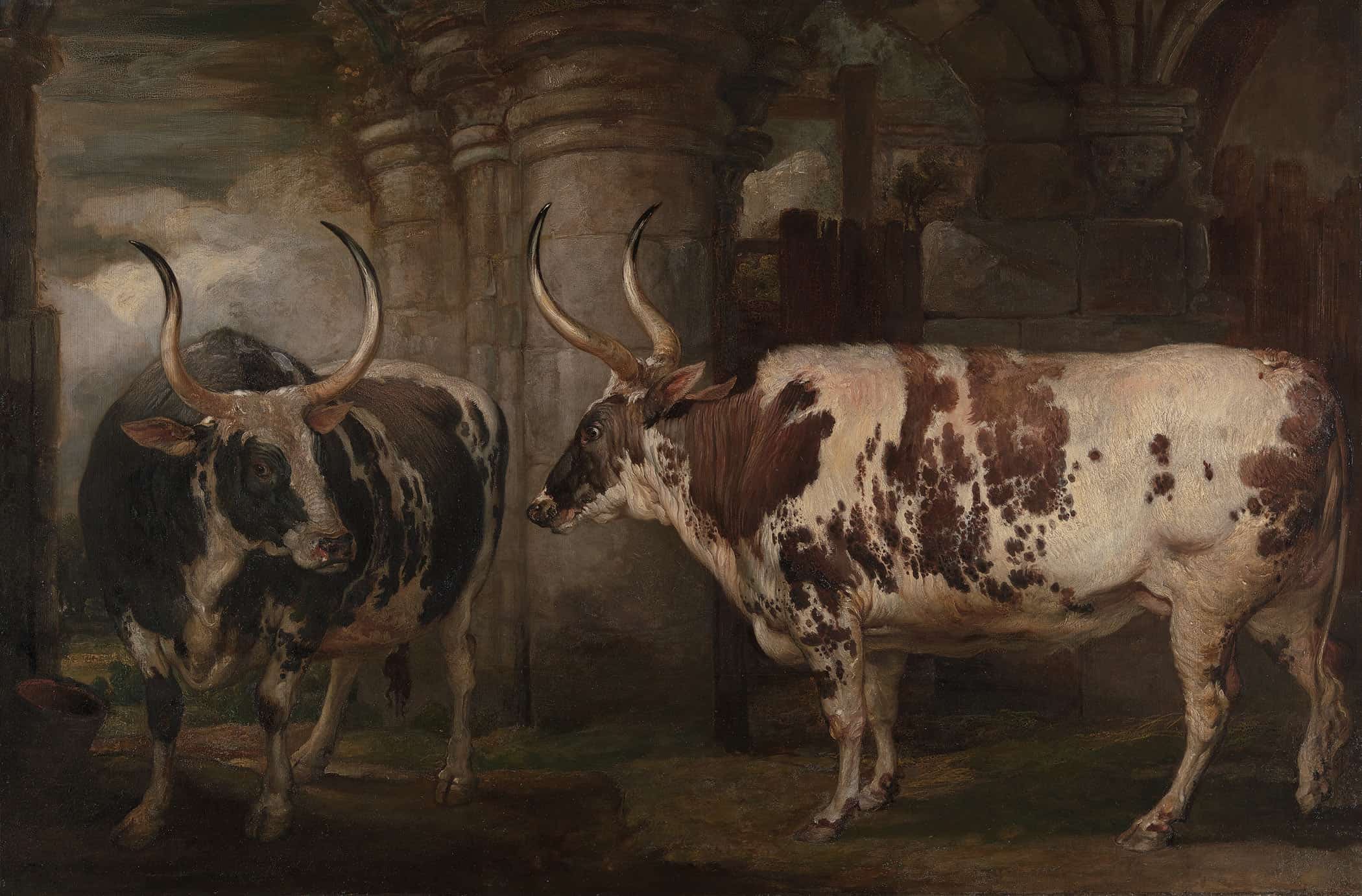 Portraits Of Two Extraordinary Oxen The Property Of The Earl Of Powis by James Ward