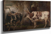 Portraits Of Two Extraordinary Oxen The Property Of The Earl Of Powis by James Ward