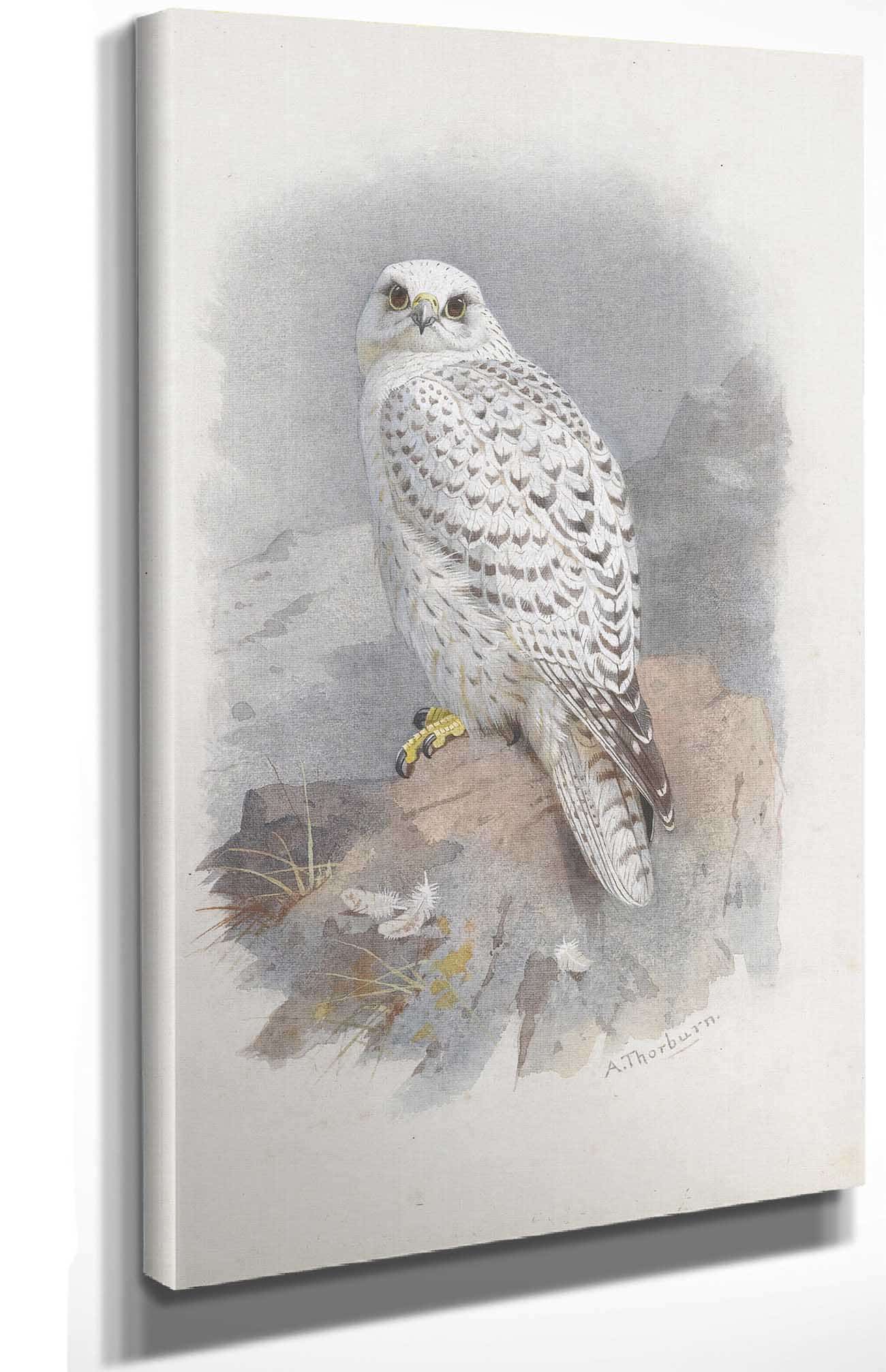 A Greenland Falcon by Archibald Thorburn Posters, Prints, & Visual Artwork