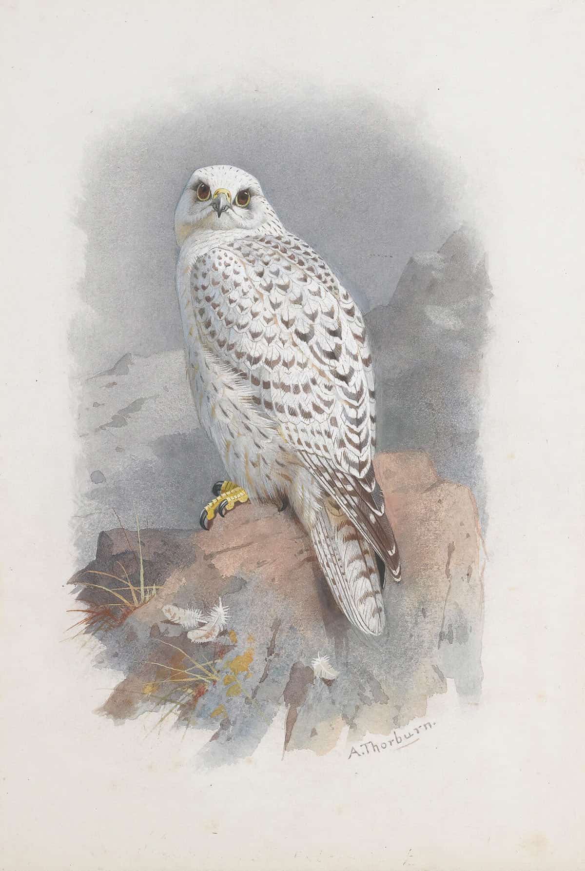 A Greenland Falcon by Archibald Thorburn Posters, Prints, & Visual Artwork