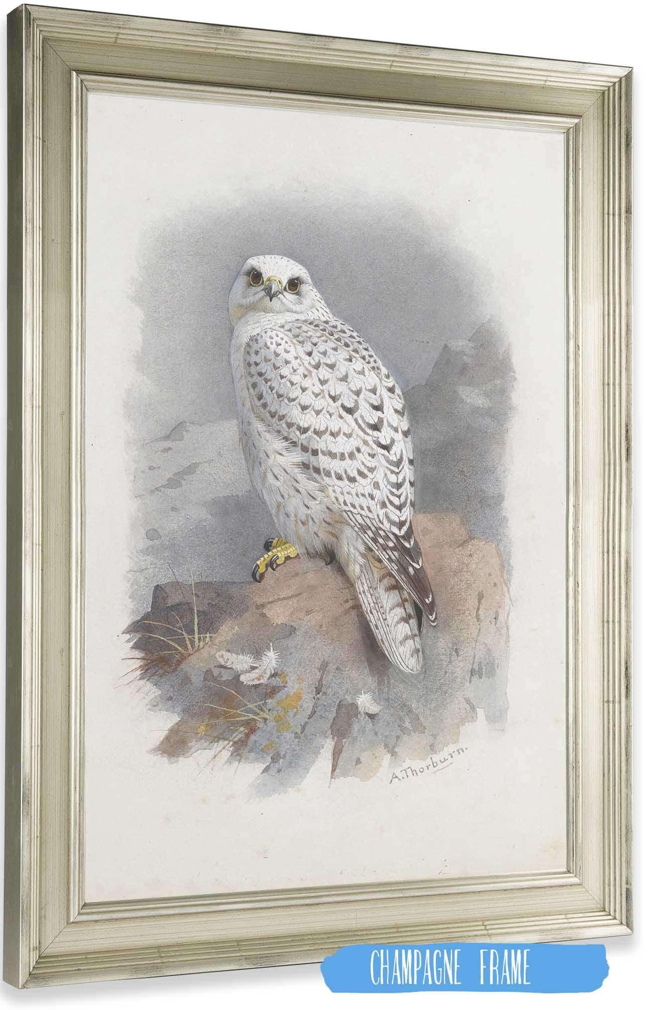 A Greenland Falcon by Archibald Thorburn Posters, Prints, & Visual Artwork
