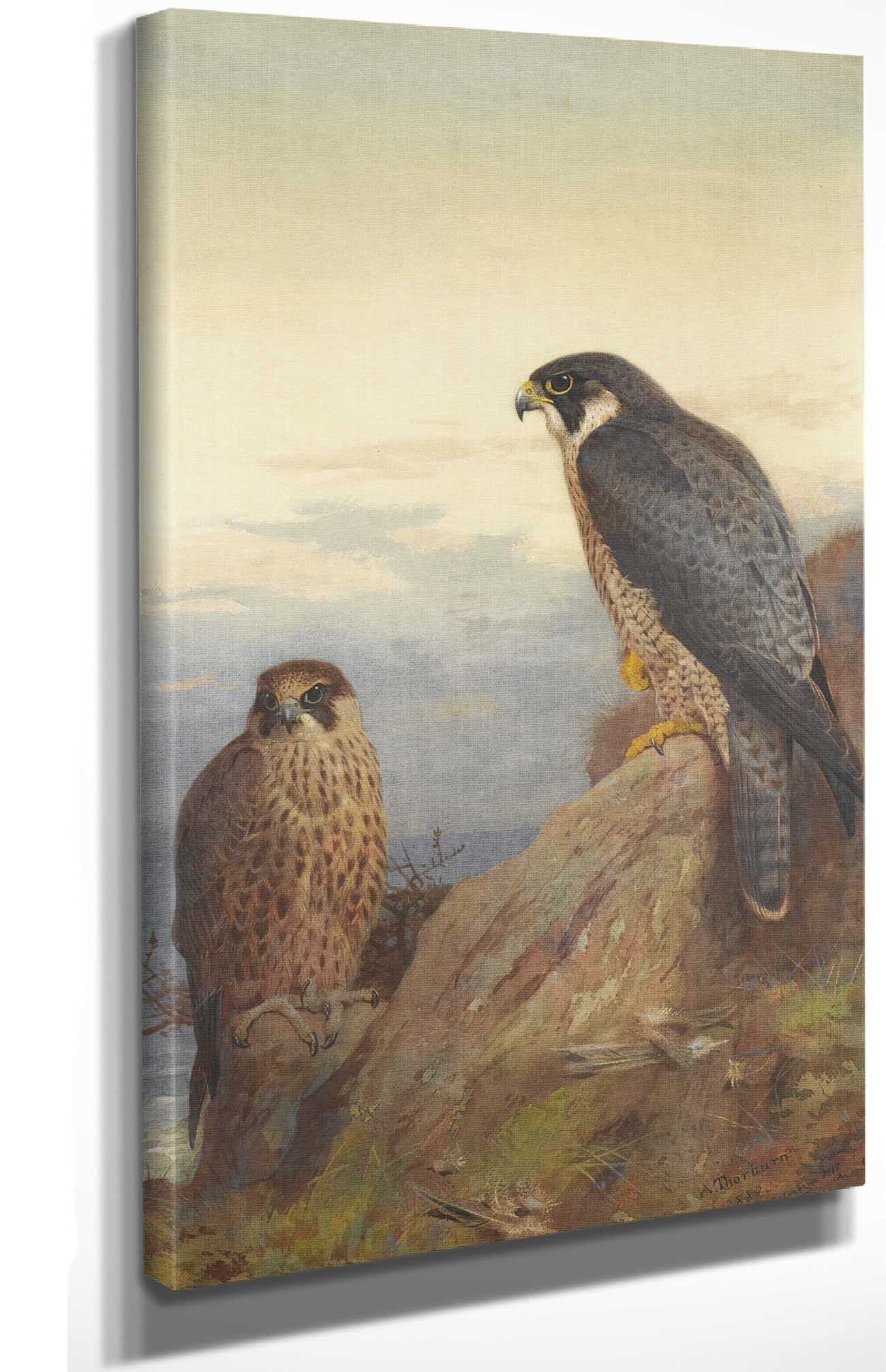 An Adult And Immature Peregrine by Archibald Thorburn Posters, Prints, & Visual Artwork