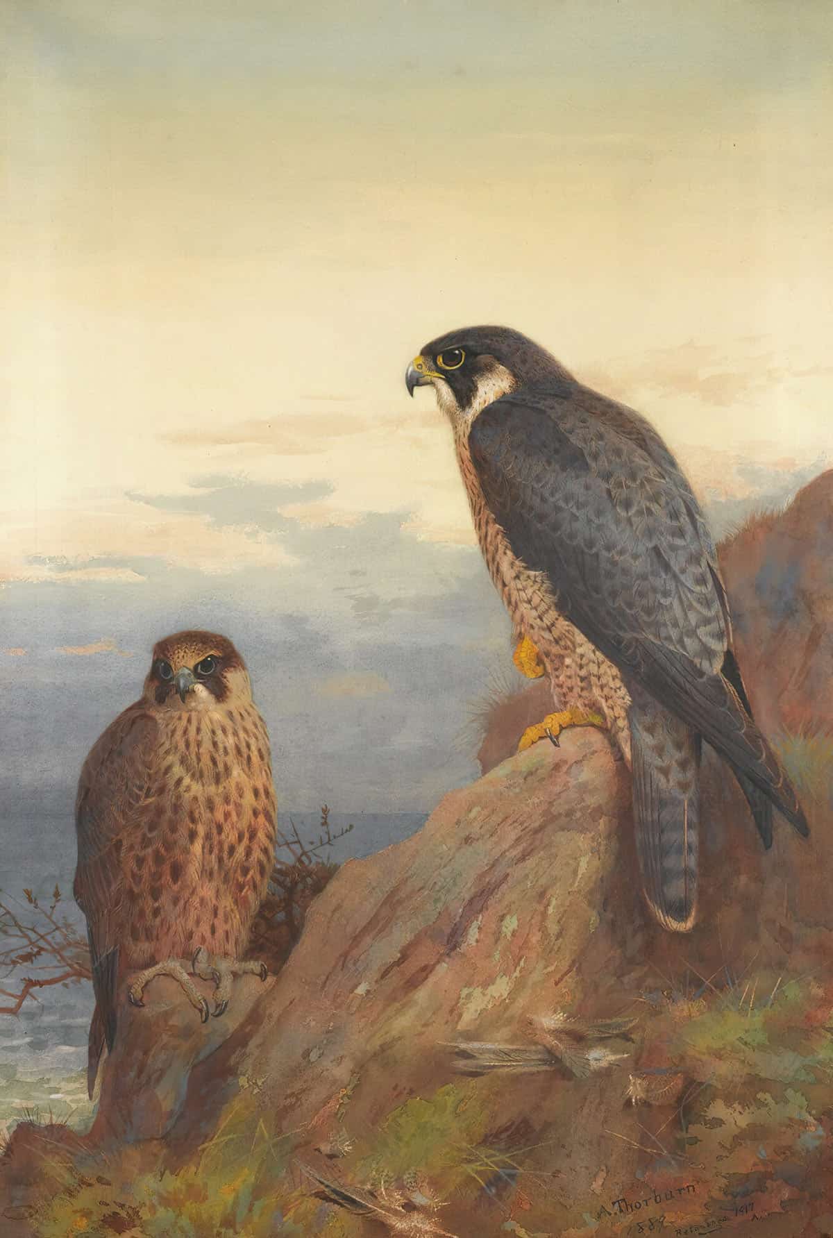 An Adult And Immature Peregrine by Archibald Thorburn Posters, Prints, & Visual Artwork