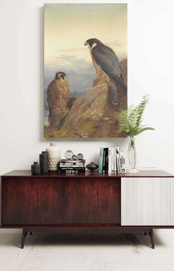 An Adult And Immature Peregrine by Archibald Thorburn Posters, Prints, & Visual Artwork