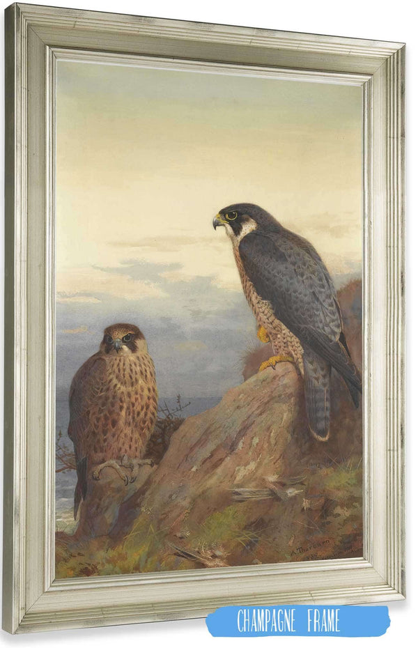 An Adult And Immature Peregrine by Archibald Thorburn Posters, Prints, & Visual Artwork