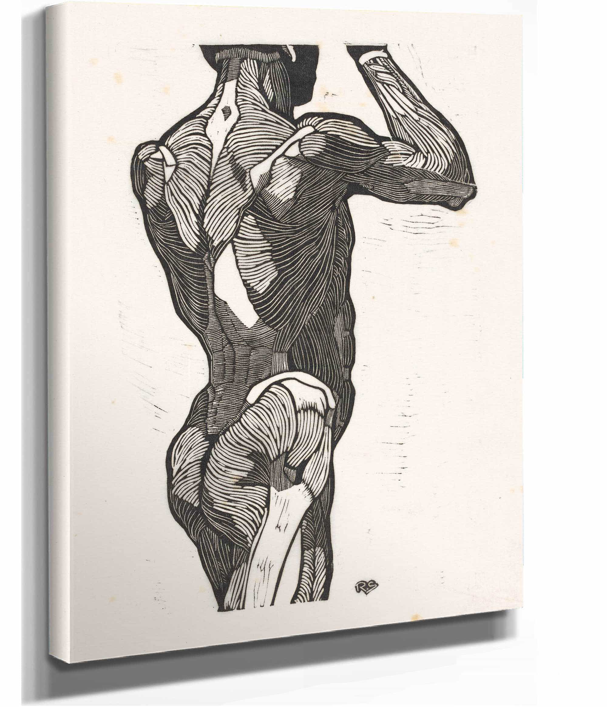Anatomische Studie Van De Rug En Bilspieren Van Een Man by Reijer Stolk Posters, Prints, & Visual Artwork