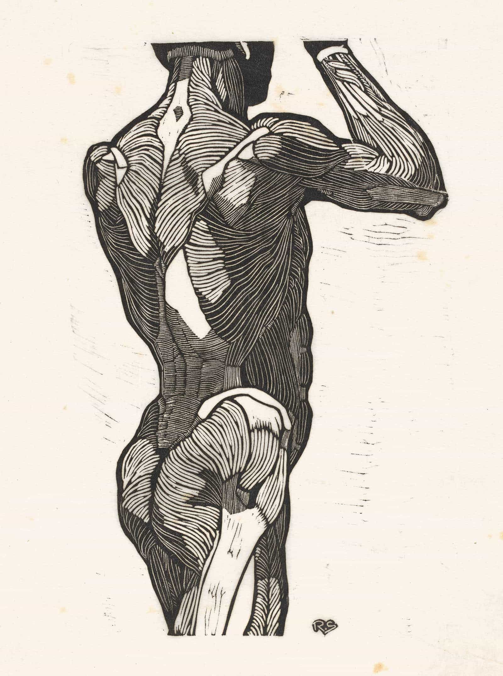 Anatomische Studie Van De Rug En Bilspieren Van Een Man by Reijer Stolk Posters, Prints, & Visual Artwork
