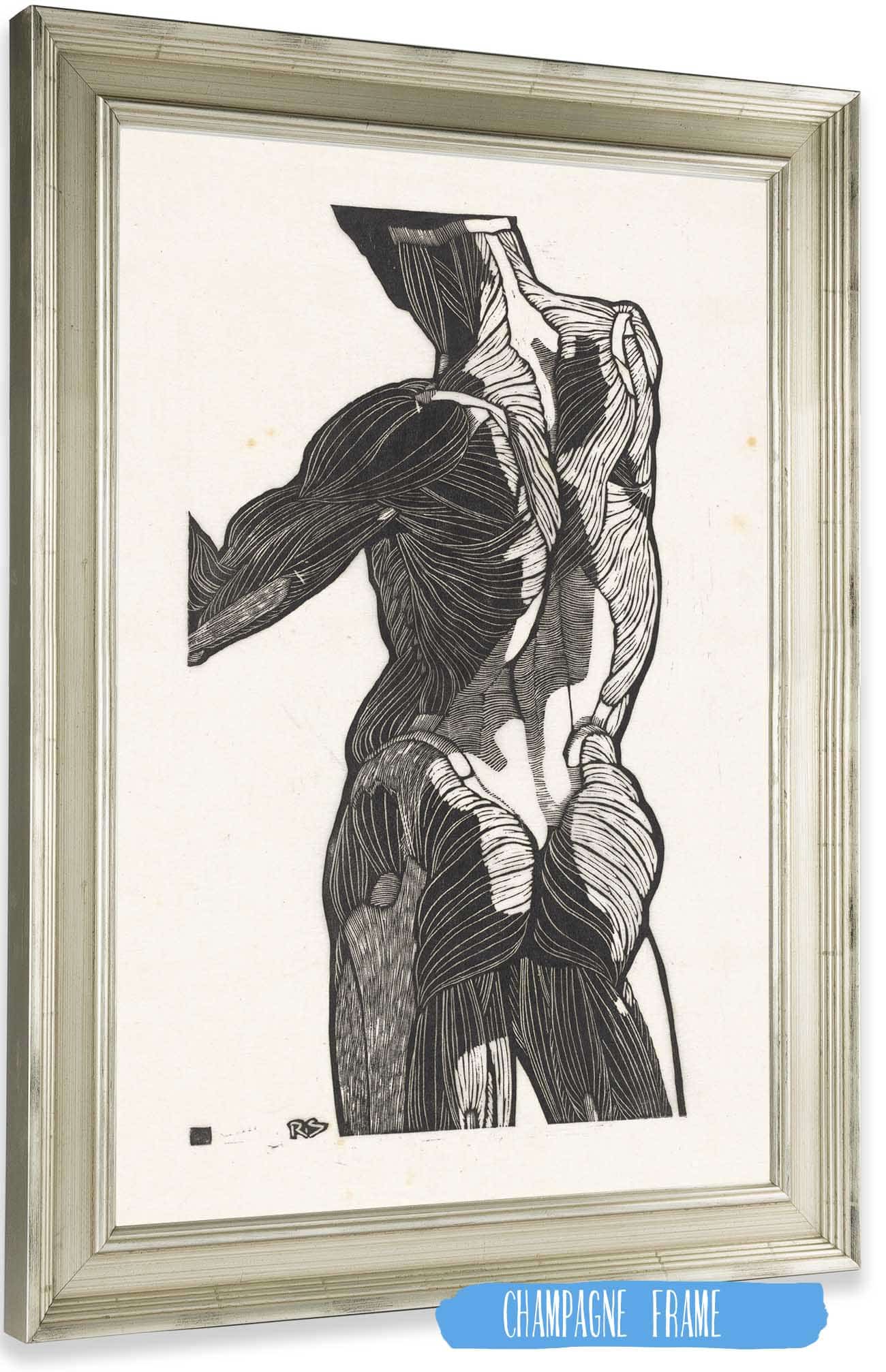 Anatomische Studie Van De Rug En Bilspieren Van Een Man by Reijer Stolk Posters, Prints, & Visual Artwork