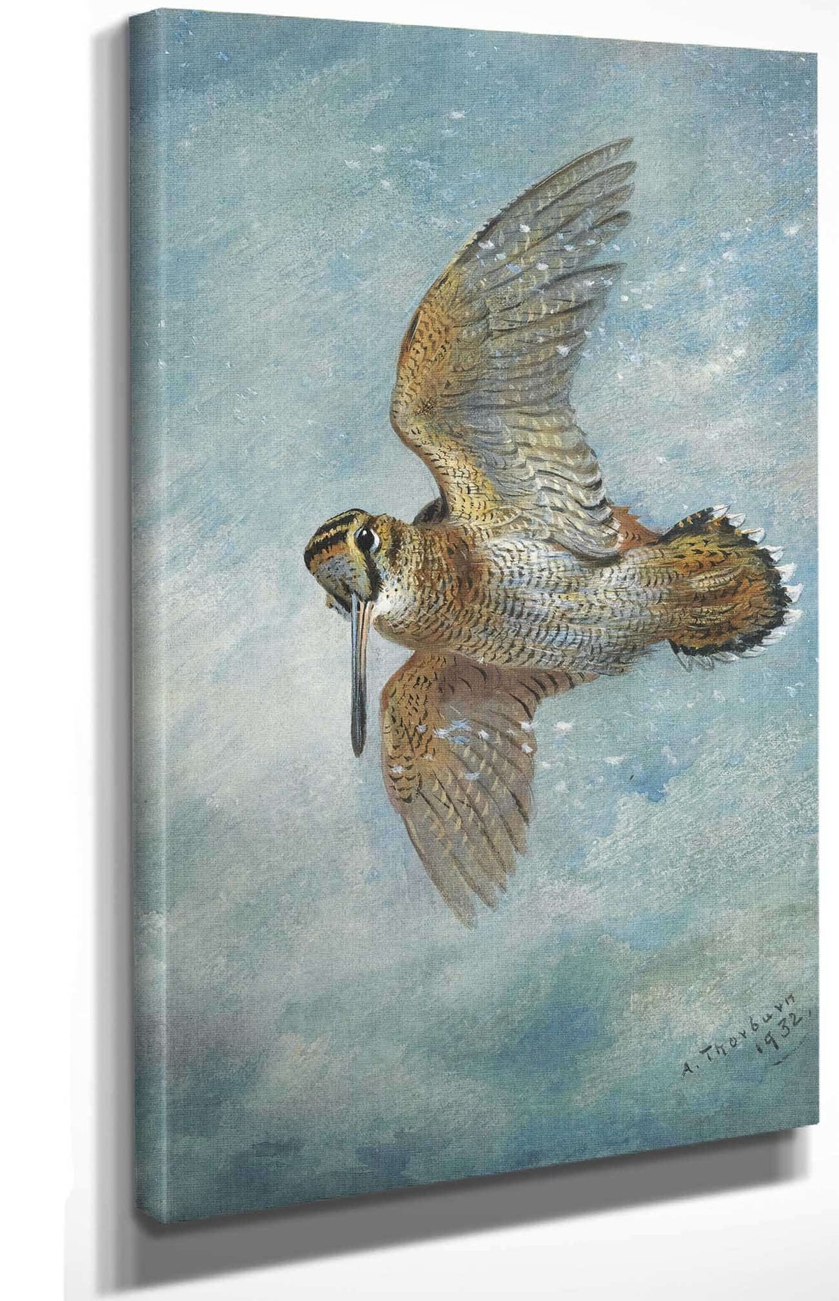 Caught In A Blizzard Woodcock by Archibald Thorburn Posters, Prints, & Visual Artwork