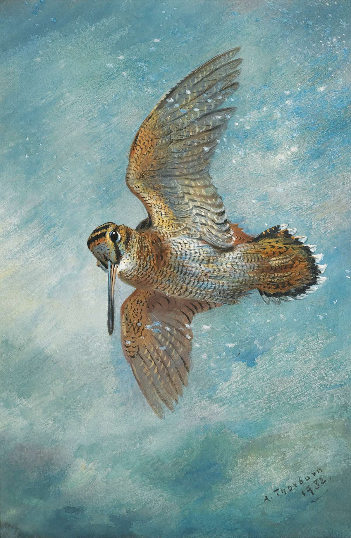 Caught In A Blizzard Woodcock by Archibald Thorburn Posters, Prints, & Visual Artwork