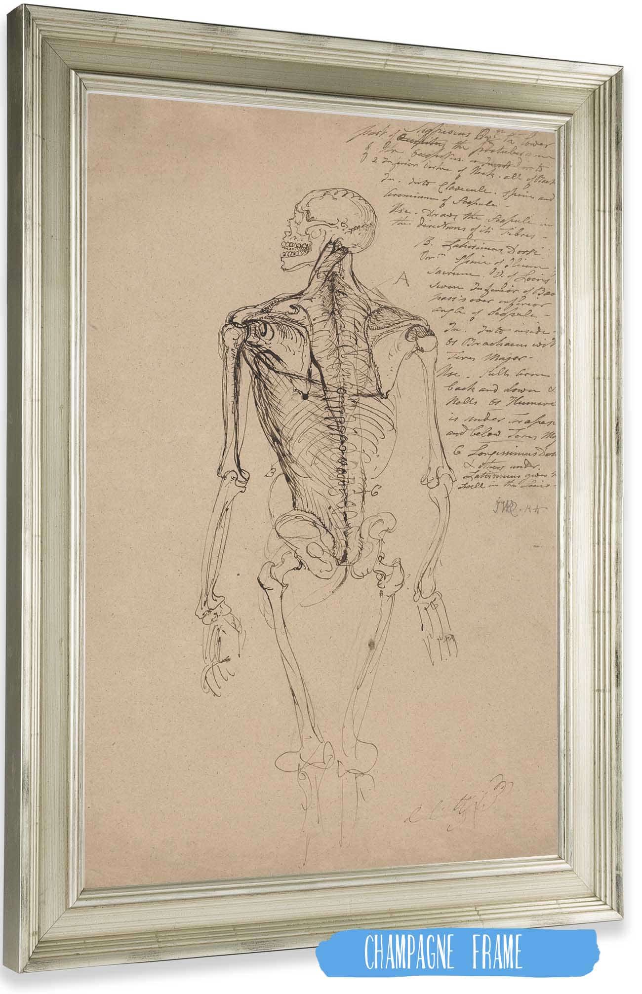 Drawing Of A Mans Skeleton by James Ward Posters, Prints, & Visual Artwork