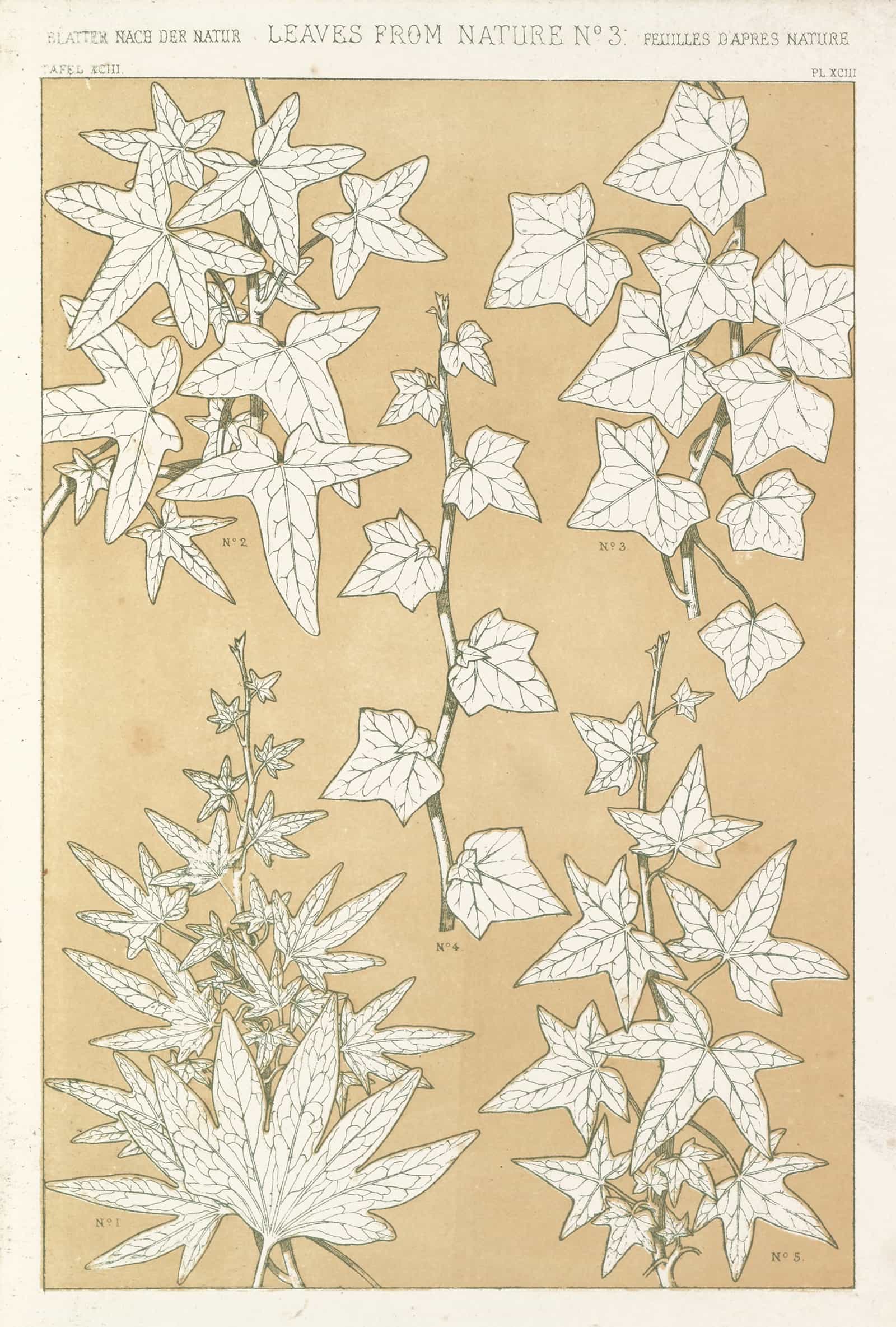 Leaves From Nature No  by Owen Jones Posters, Prints, & Visual Artwork