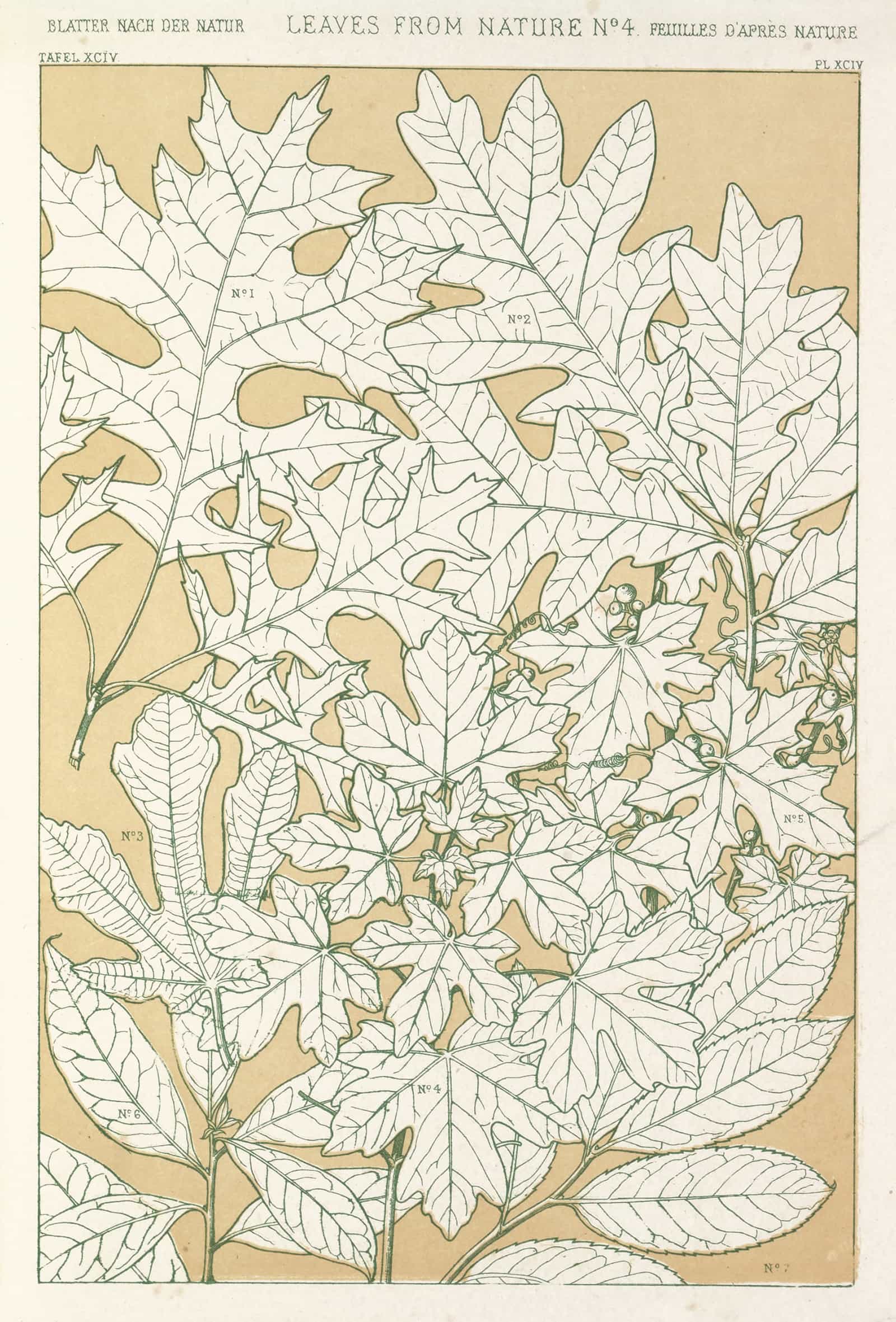 Leaves From Nature No  by Owen Jones Posters, Prints, & Visual Artwork