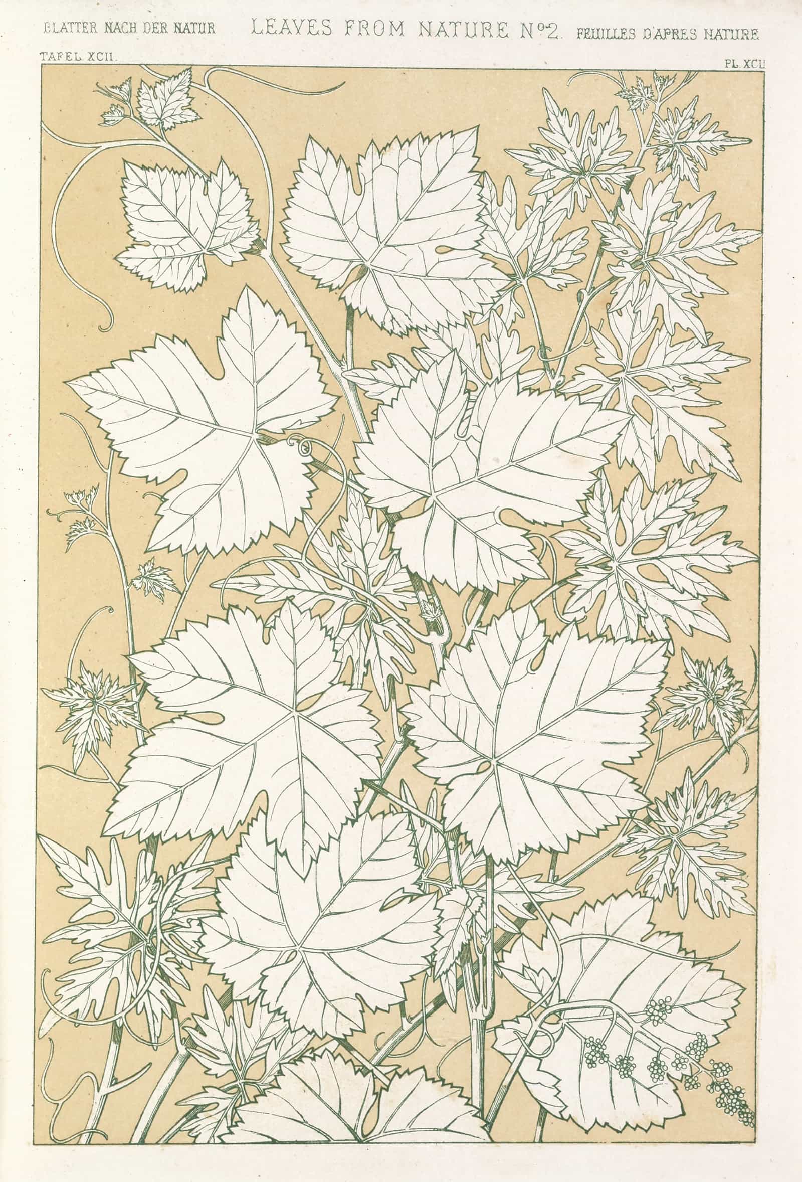 Leaves From Nature No  by Owen Jones Posters, Prints, & Visual Artwork
