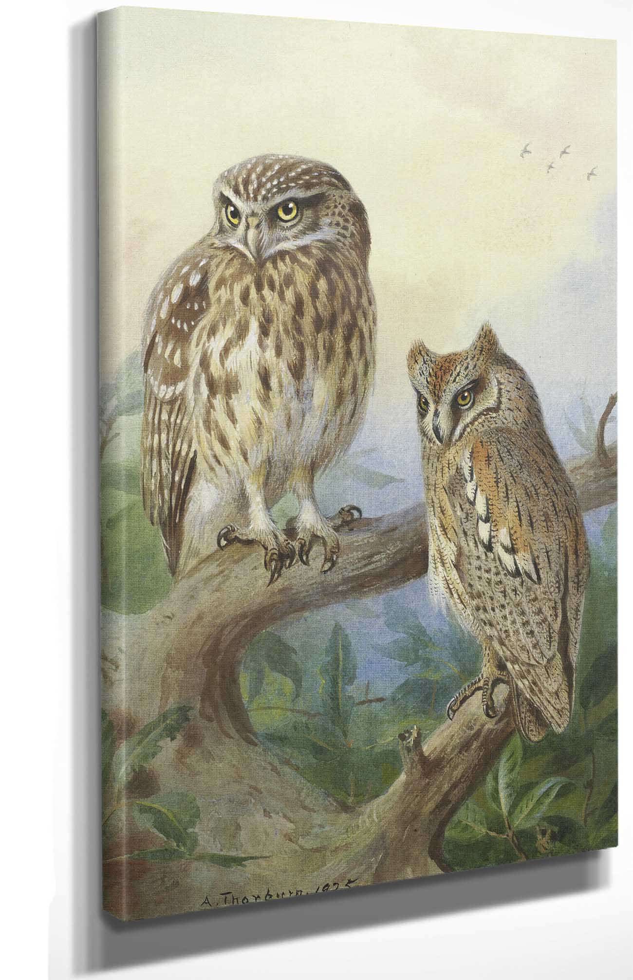 Little Owl And Scops Owl by Archibald Thorburn Posters, Prints, & Visual Artwork