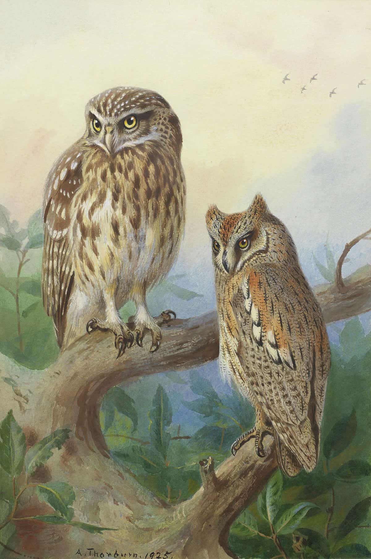 Little Owl And Scops Owl by Archibald Thorburn Posters, Prints, & Visual Artwork