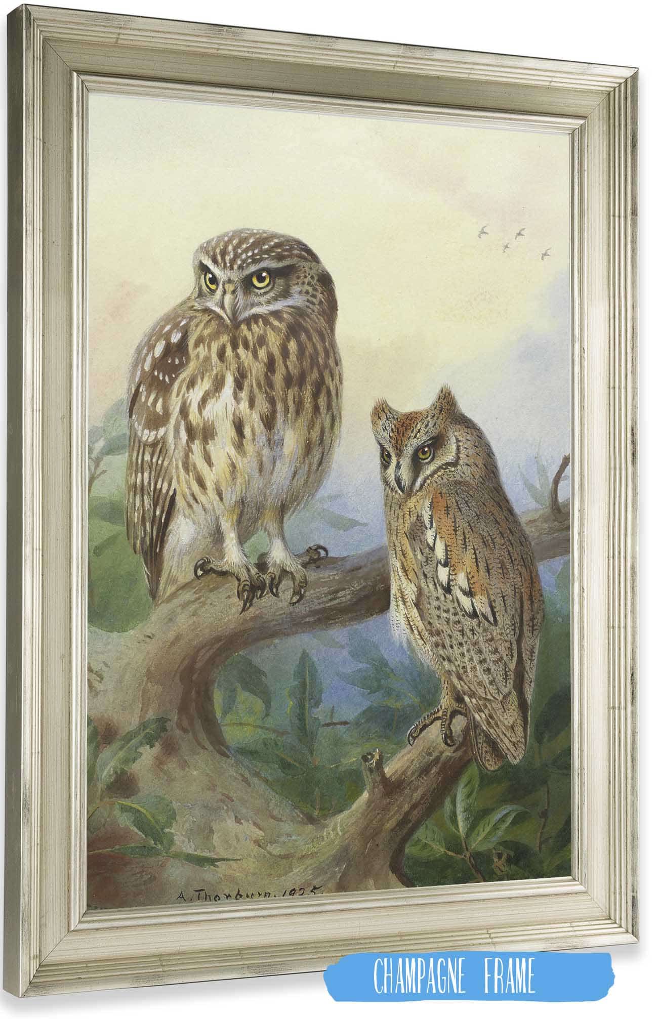 Little Owl And Scops Owl by Archibald Thorburn Posters, Prints, & Visual Artwork