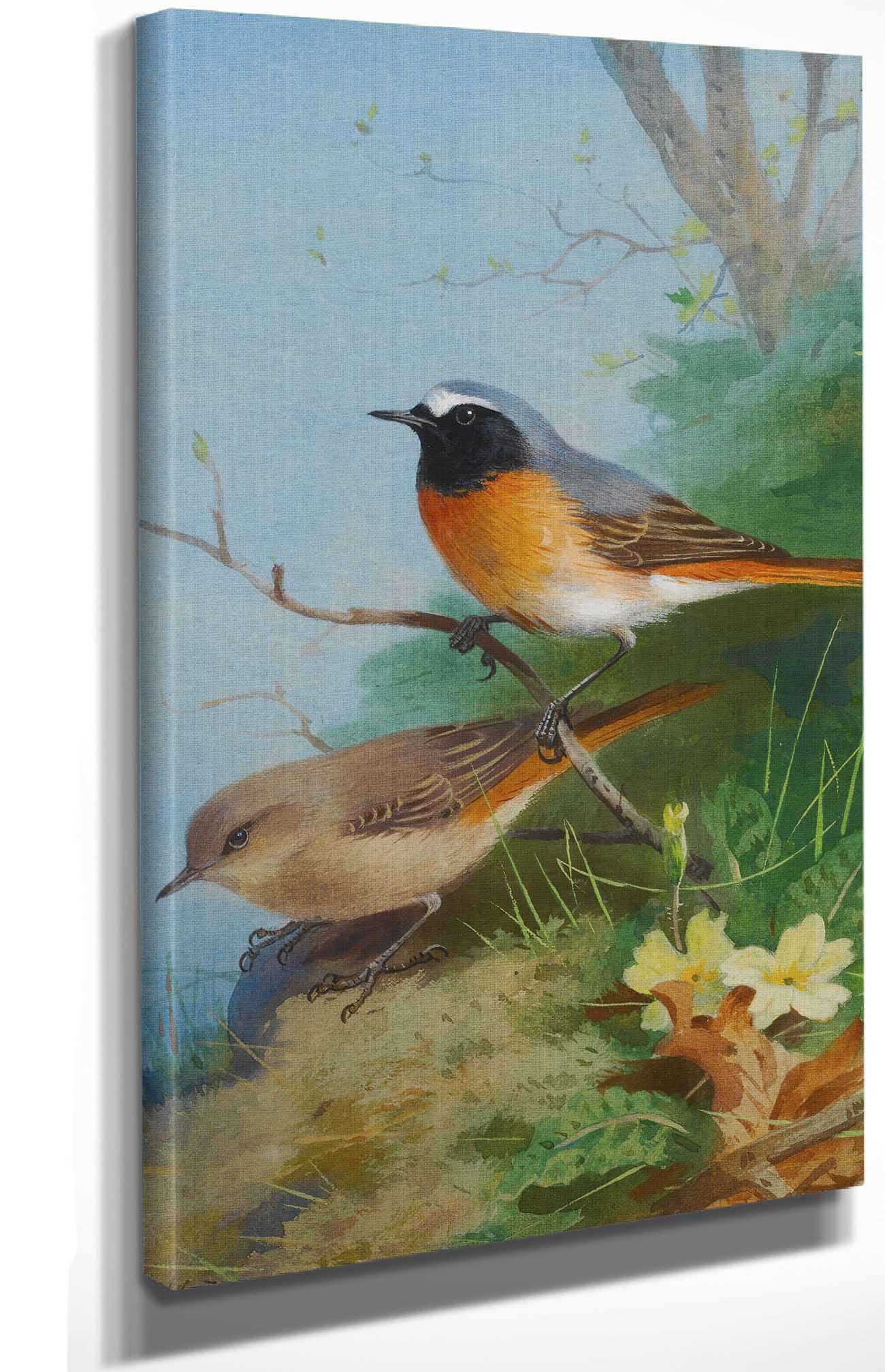 Pair Of Redstarts by Archibald Thorburn Posters, Prints, & Visual Artwork