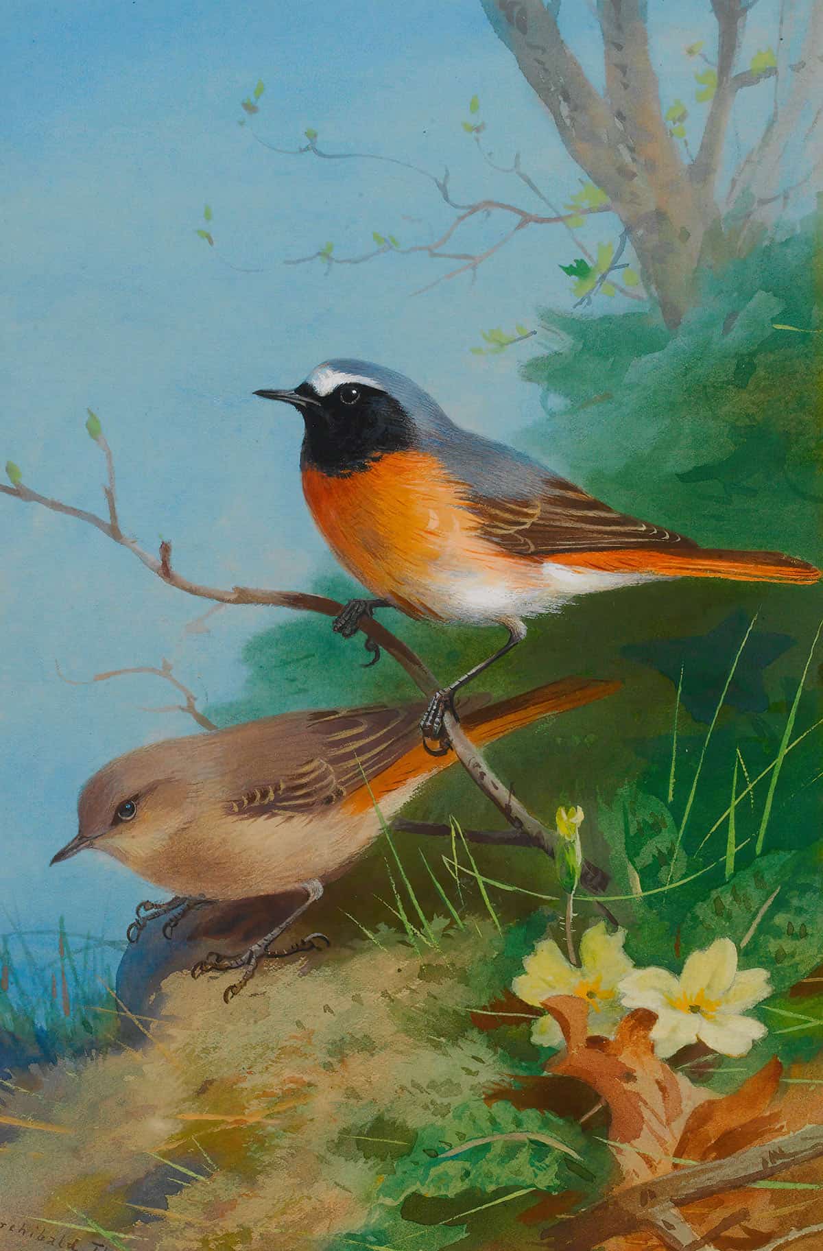 Pair Of Redstarts by Archibald Thorburn Posters, Prints, & Visual Artwork