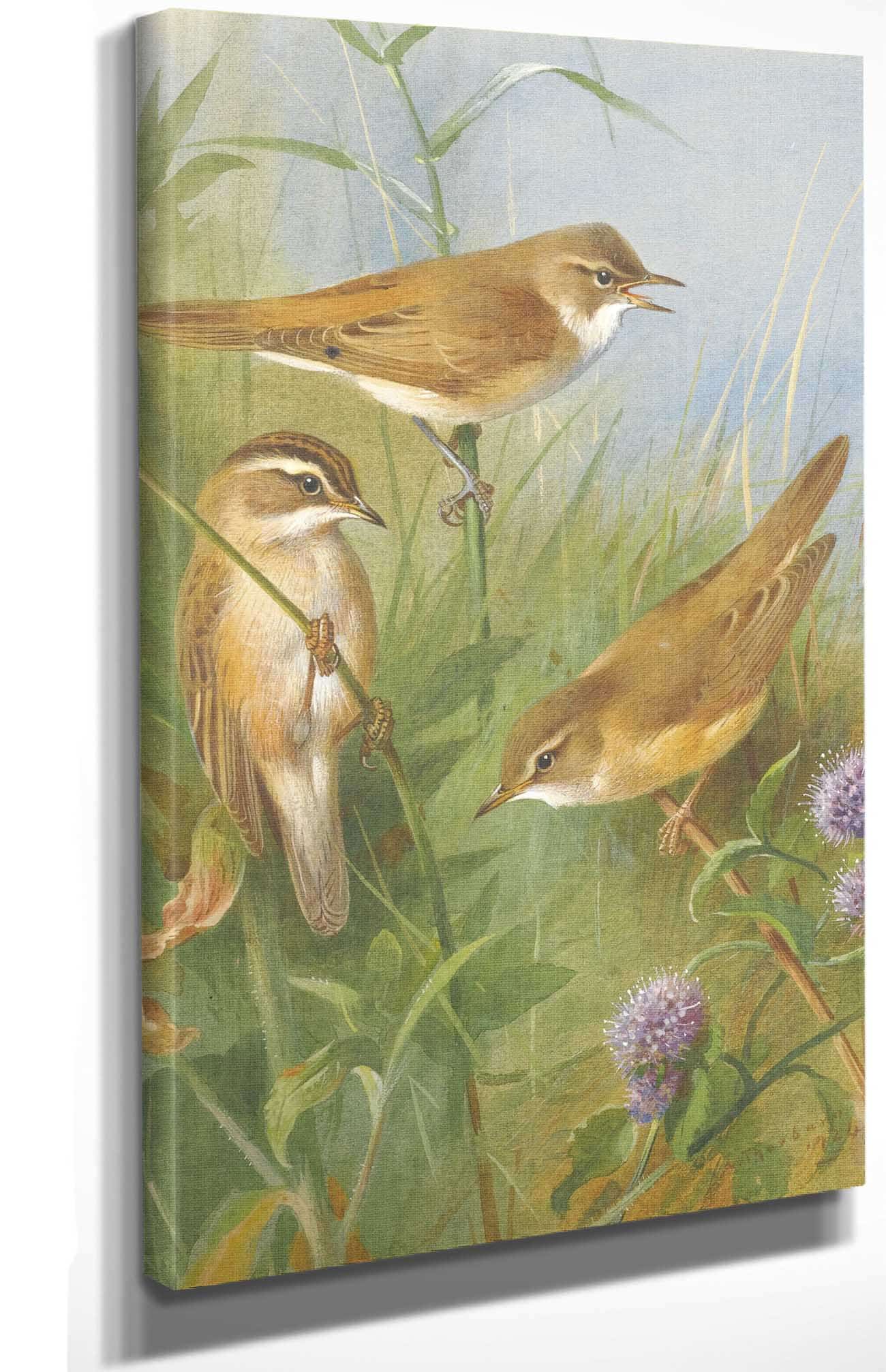 Sedge Warbler Reed Warbler And Marsh Warbler by Archibald Thorburn Posters, Prints, & Visual Artwork