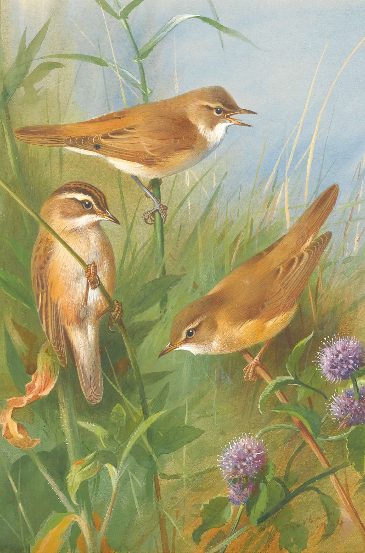 Sedge Warbler Reed Warbler And Marsh Warbler by Archibald Thorburn Posters, Prints, & Visual Artwork