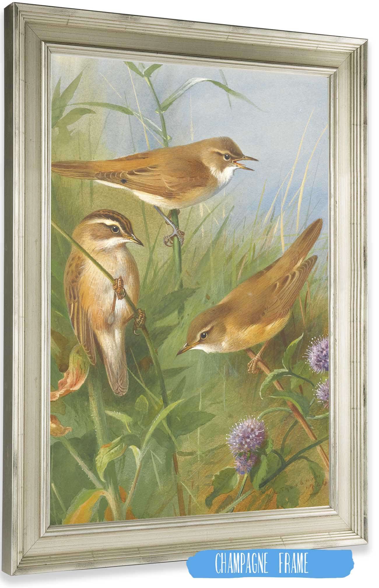 Sedge Warbler Reed Warbler And Marsh Warbler by Archibald Thorburn Posters, Prints, & Visual Artwork