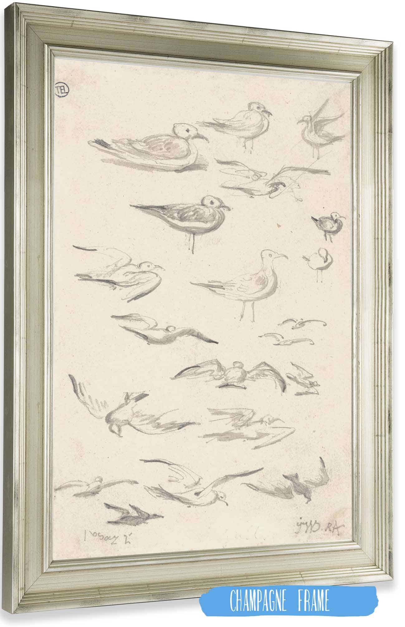 Studies Of Gulls by James Ward Posters, Prints, & Visual Artwork