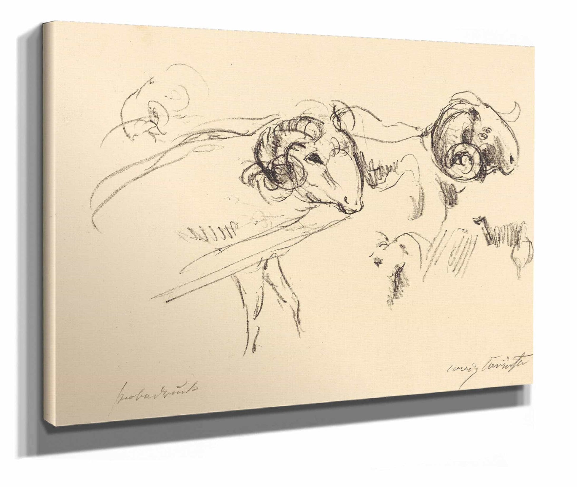 Rams Schafbocke by Lovis Corinth