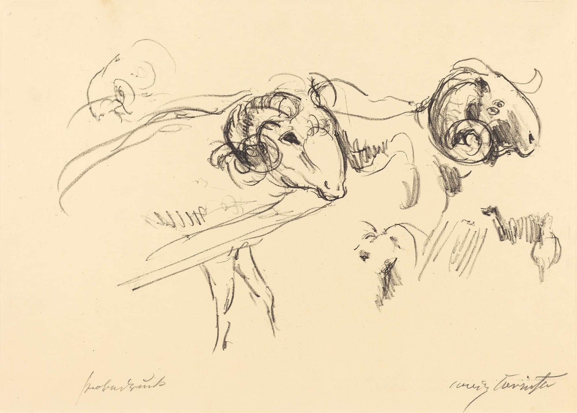 Rams Schafbocke by Lovis Corinth