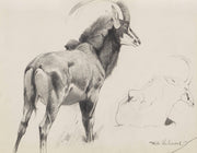 Rappenantilope by Wilhelm Kuhnert