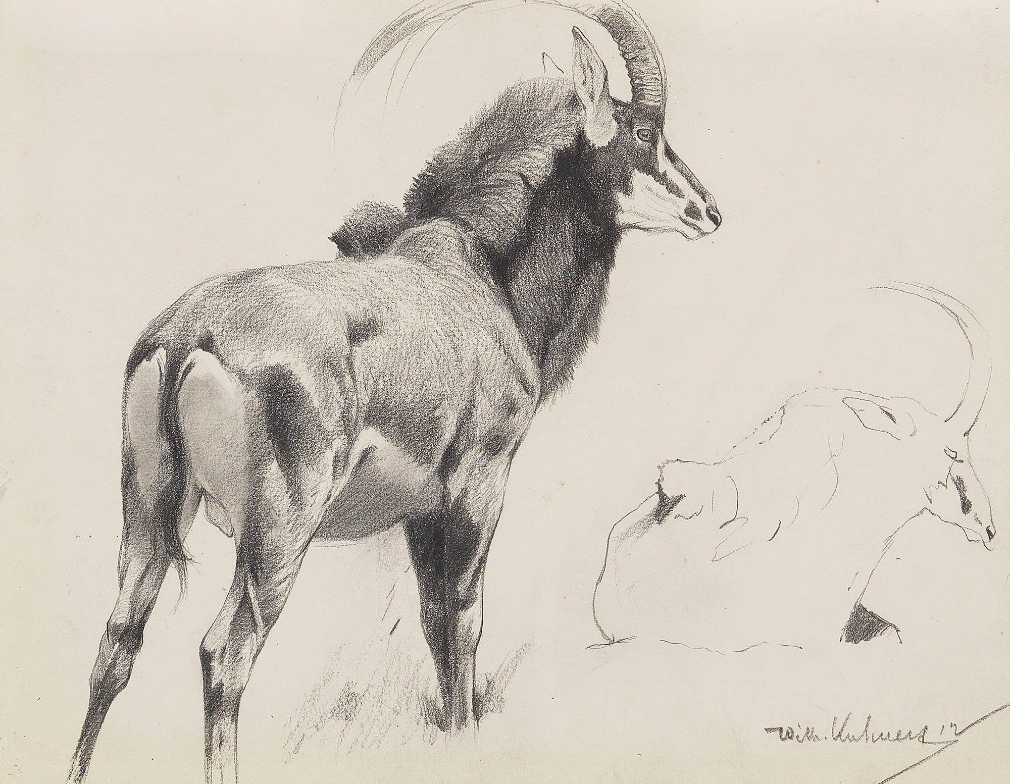 Rappenantilope by Wilhelm Kuhnert