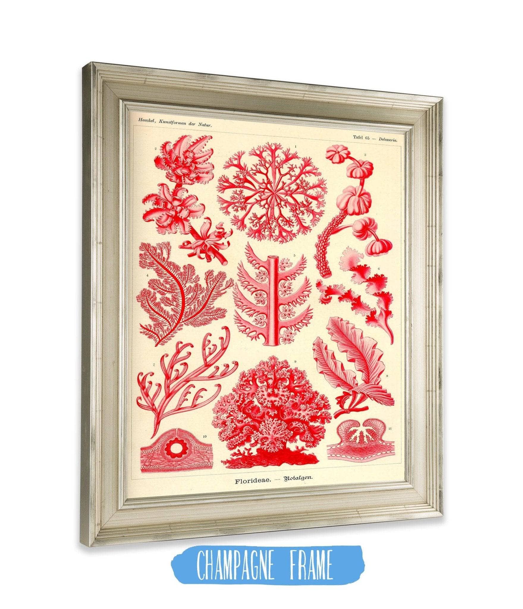 Red Algae (Florideae. - Rotalgen)
