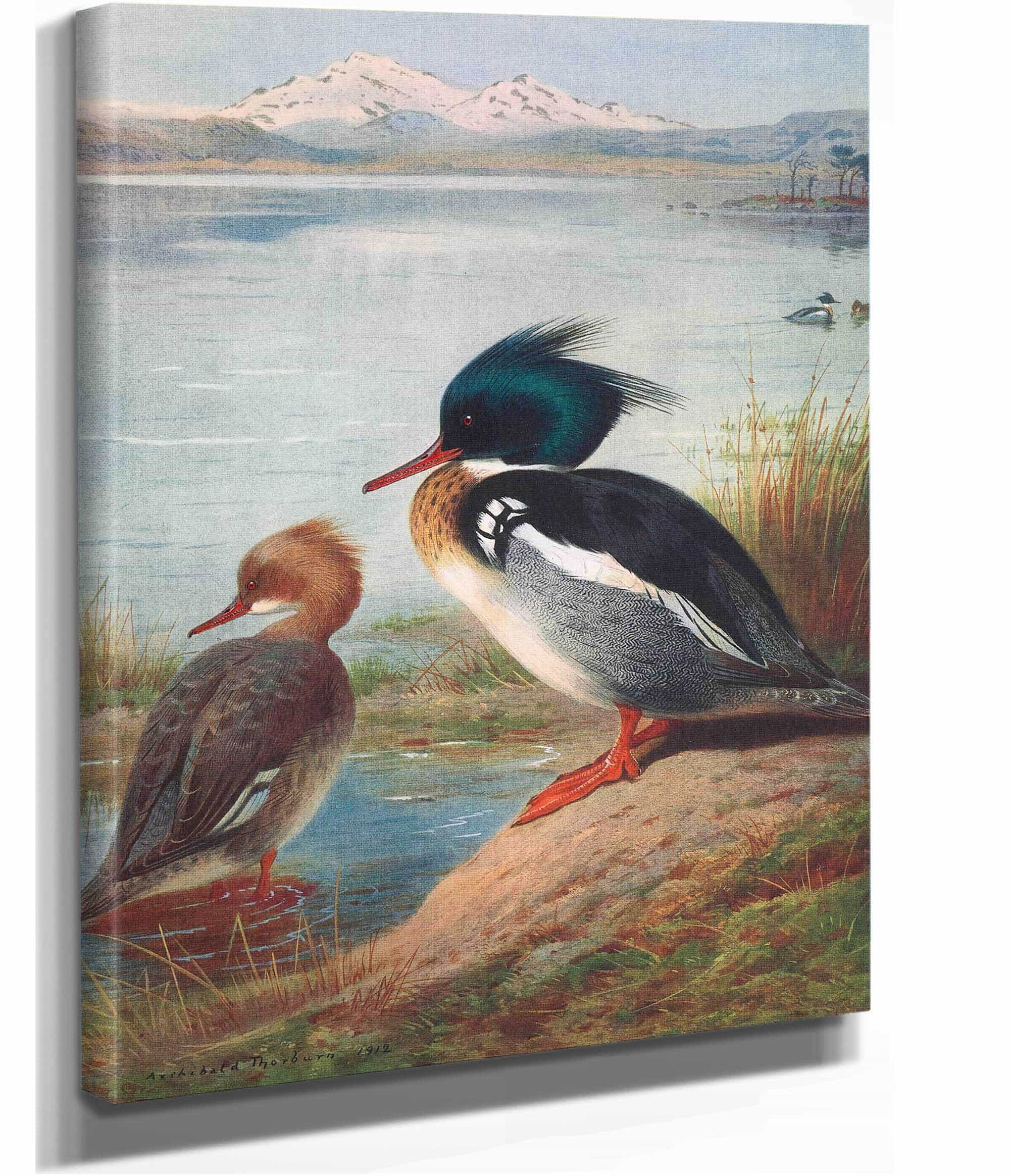 Red Breasted Merganser by Archibald Thorburn