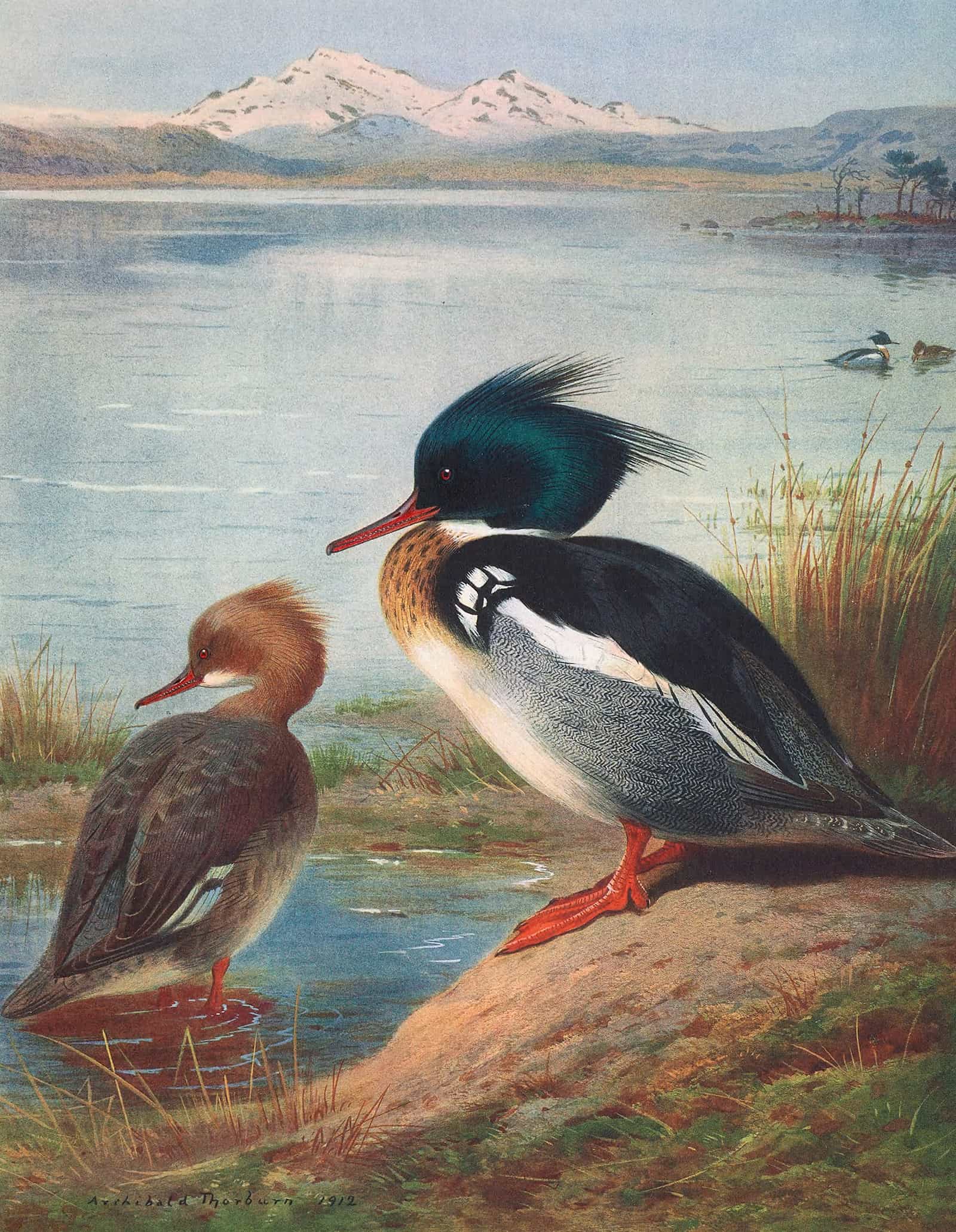 Red Breasted Merganser by Archibald Thorburn