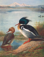Red Breasted Merganser by Archibald Thorburn
