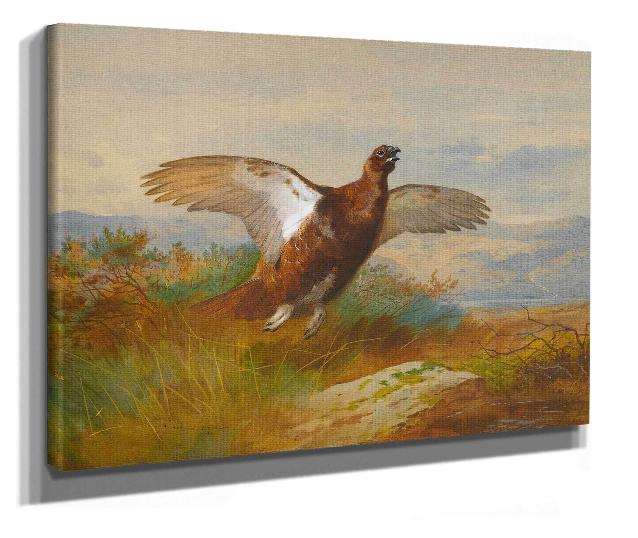 Red Grouse In Flight by Archibald Thorburn