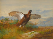 Red Grouse In Flight by Archibald Thorburn