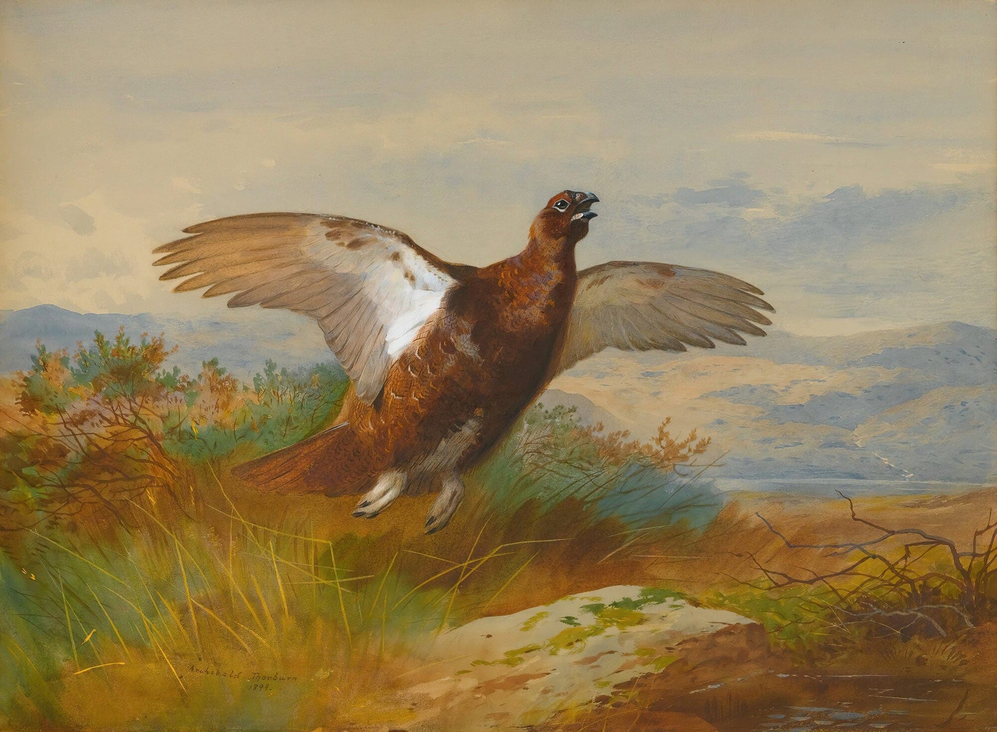 Red Grouse In Flight by Archibald Thorburn