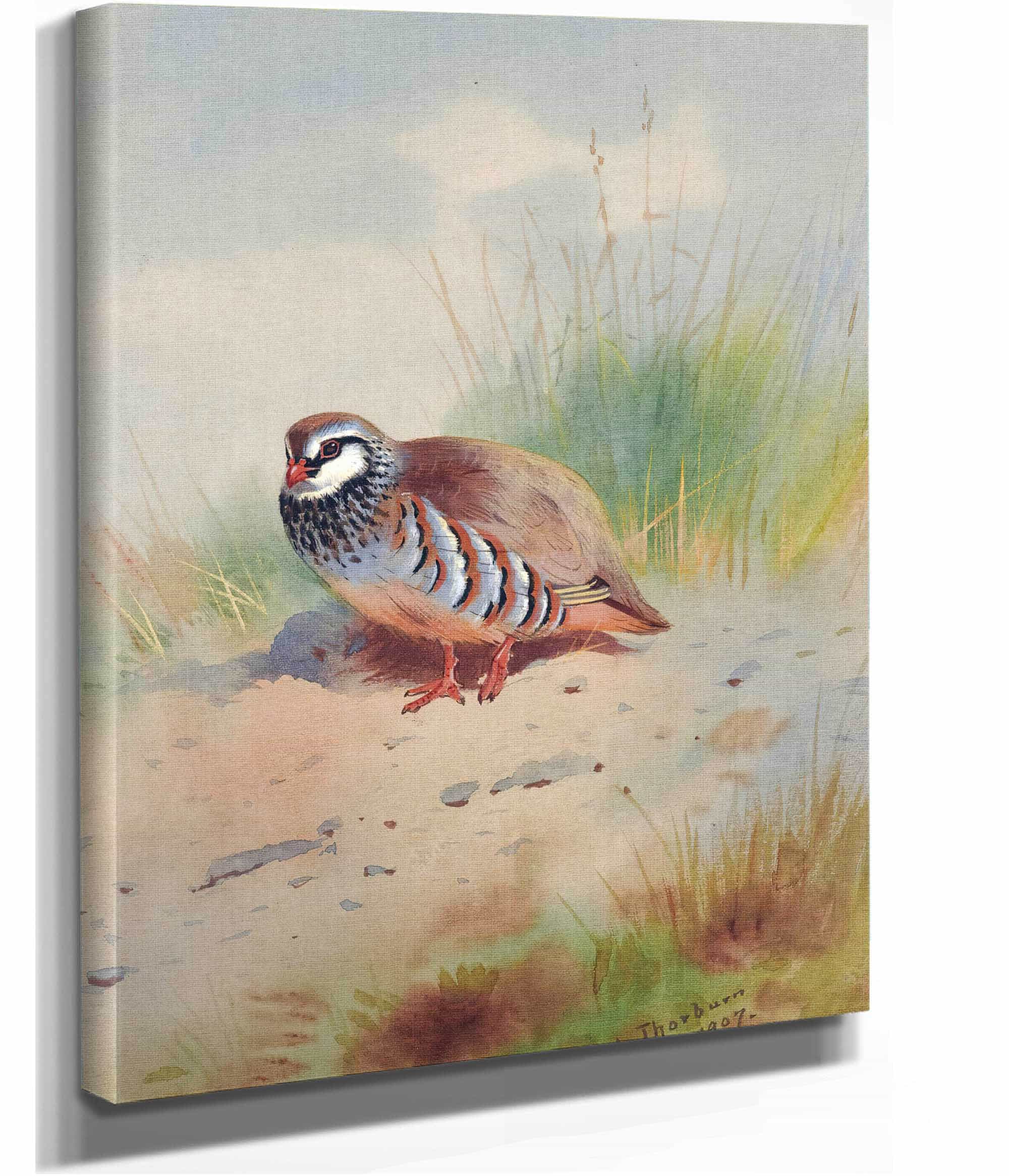 Red Legged Partridge by Archibald Thorburn