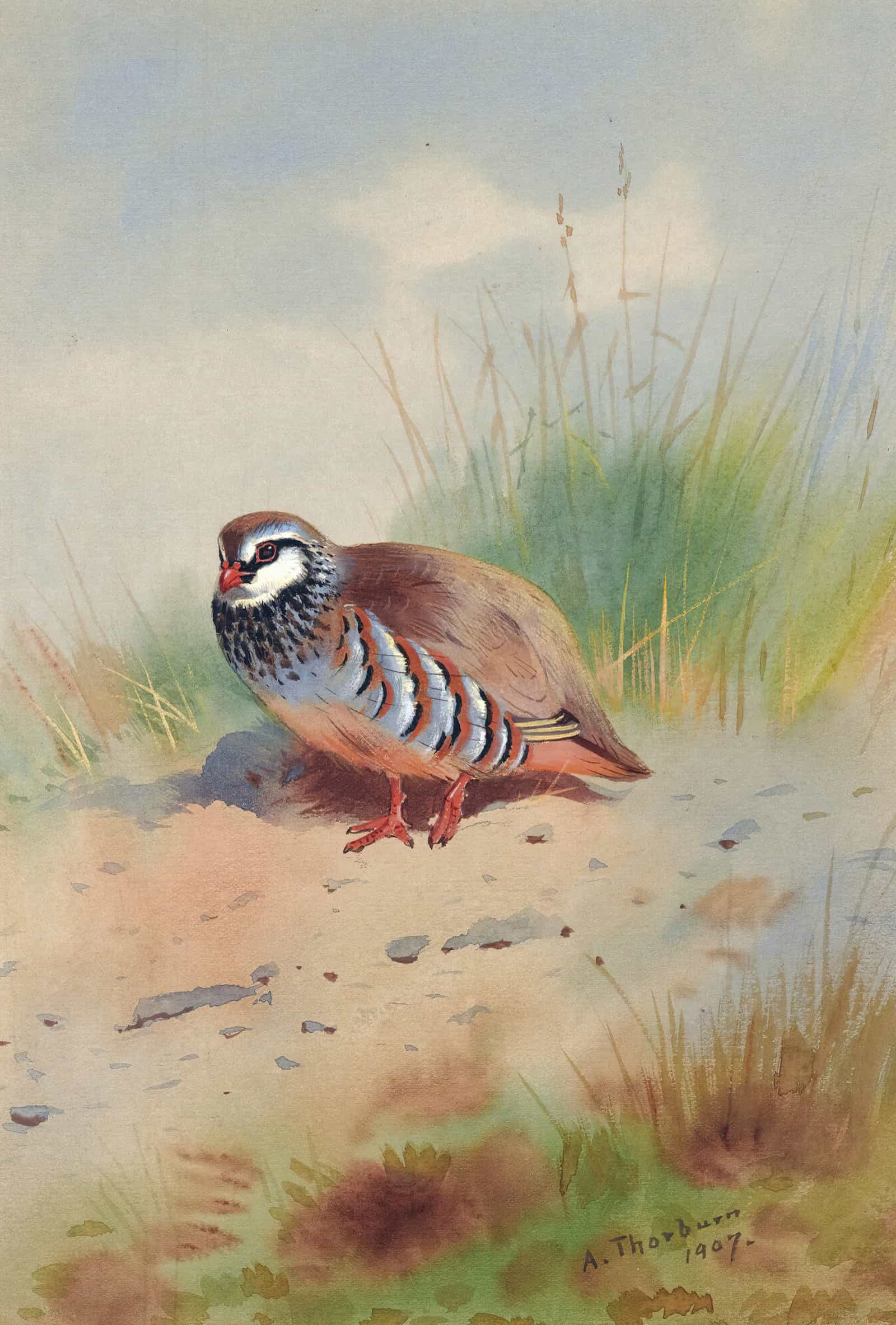 Red Legged Partridge by Archibald Thorburn