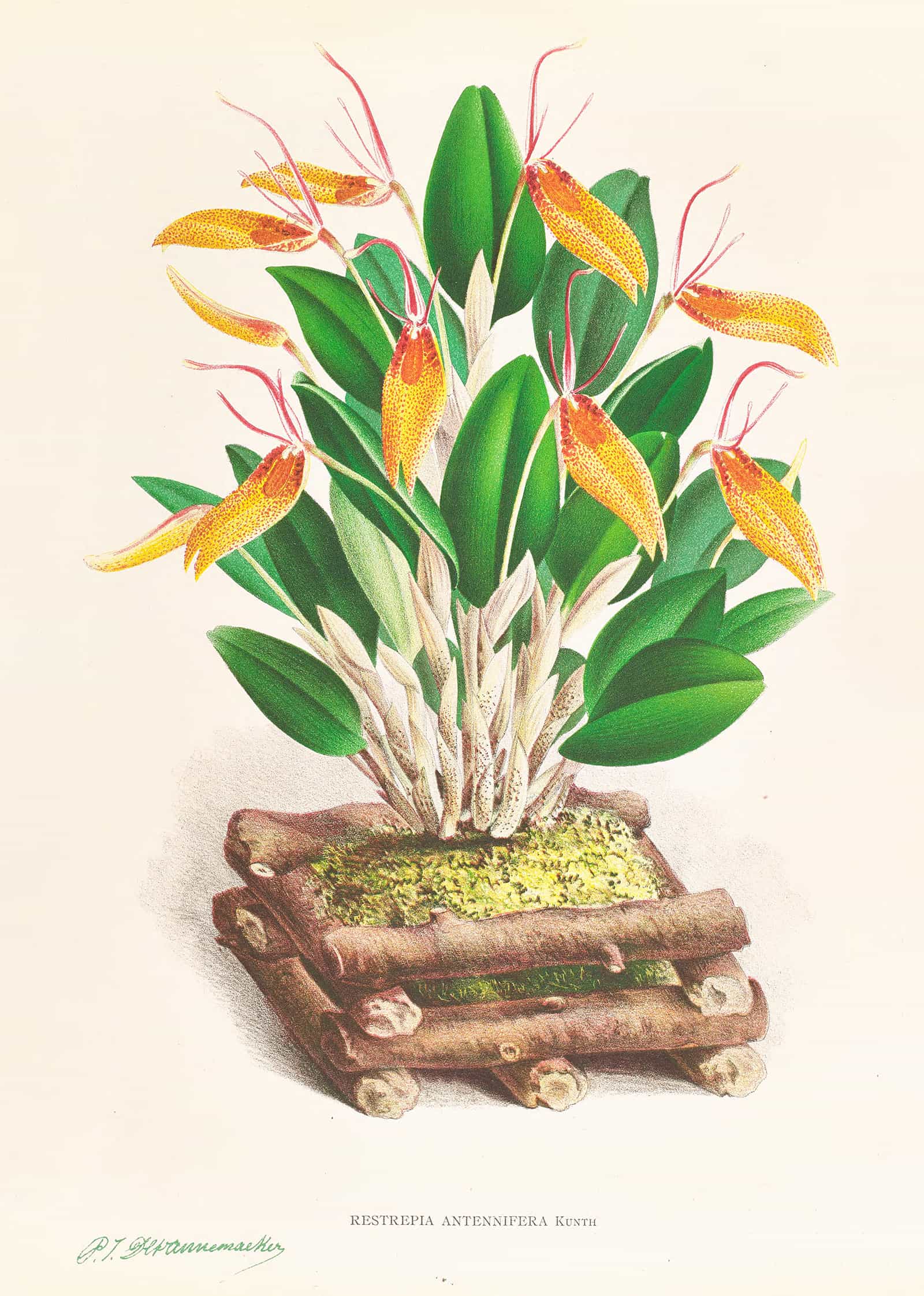 Restrepia Antennifera by Jean Jules Linden